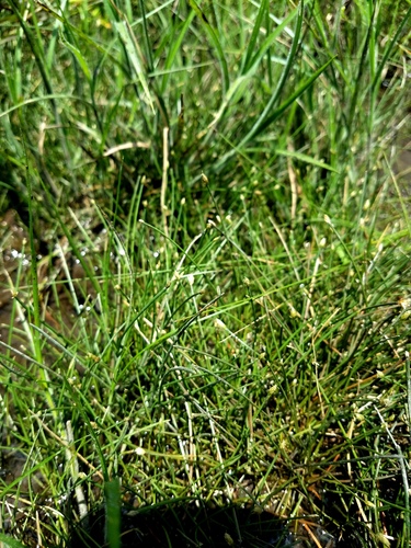 Capitate Spikerush (Eleocharis olivacea)