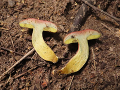 Xerocomellus cisalpinus