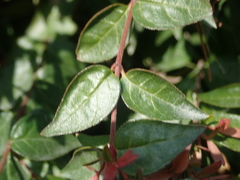 Abelia × grandiflora