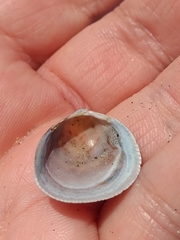 Laevicardium substriatum