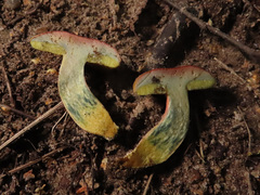 Xerocomellus cisalpinus