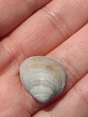 Laevicardium substriatum