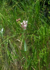 Asclepias rubra