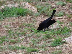 Quiscalus lugubris