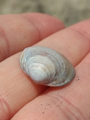 Laevicardium substriatum