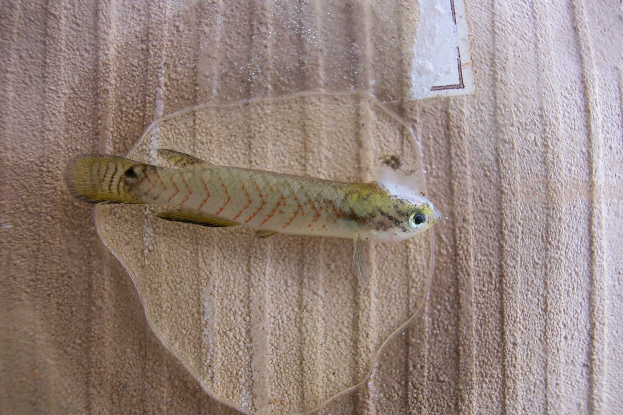 Melanorivulus rutilicaudus