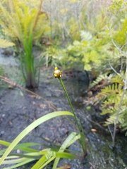 Xyris laxifolia iridifolia