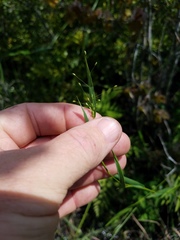 Dichanthelium scabriusculum