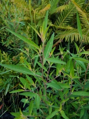 Ludwigia pilosa