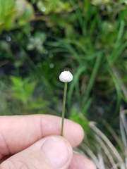 Eriocaulon texense
