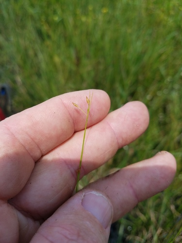 Rhynchospora stenophylla, 2017-07-08