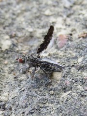 Callopistromyia strigula