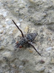 Callopistromyia strigula