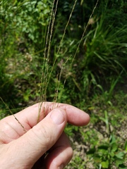 Digitaria villosa