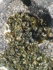 Lathagrium undulatum