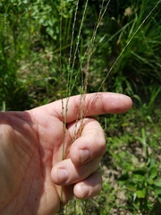 Digitaria villosa