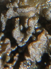Lathagrium undulatum