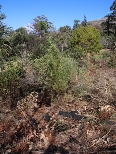 Image of Leucadendron macowanii by (c) Tony Rebelo, some rights reserved (CC BY-SA)