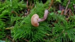 Cudonia circinans