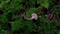 Cudonia circinans