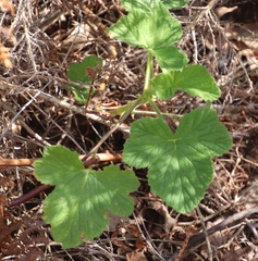 Pelargonium tomentosum