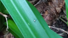 Araneae