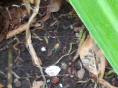 Araneae