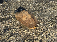 Rhinoclemmys punctularia