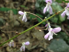 Hylodesmum