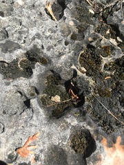Lathagrium undulatum