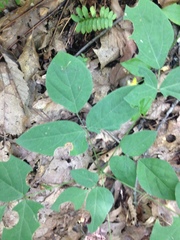 Hylodesmum