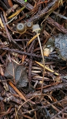 Mycena picta