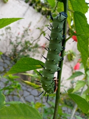 Lophostethus dumolinii