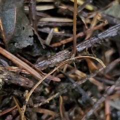 Mycena picta