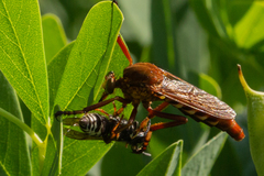 Diogmites basalis
