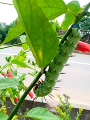 Lophostethus dumolinii