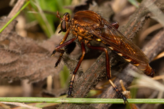 Diogmites basalis