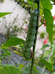 Lophostethus dumolinii