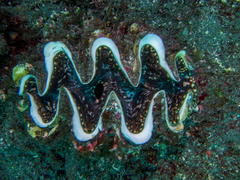 Tridacna rosewateri