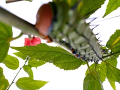 Lophostethus dumolinii