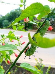 Lophostethus dumolinii