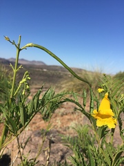 Tecoma stans angustata