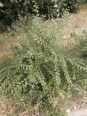 Ulmus pumila