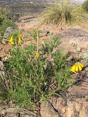 Tecoma stans angustata