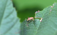 Tropidosteptes