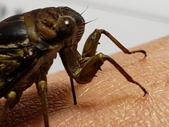 Diceroprocta olympusa