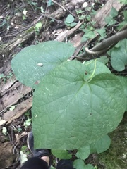 Aristolochia macrophylla