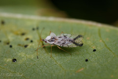 Leptopharsa elata