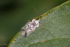 Leptopharsa elata