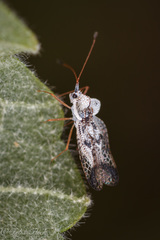 Leptopharsa elata
